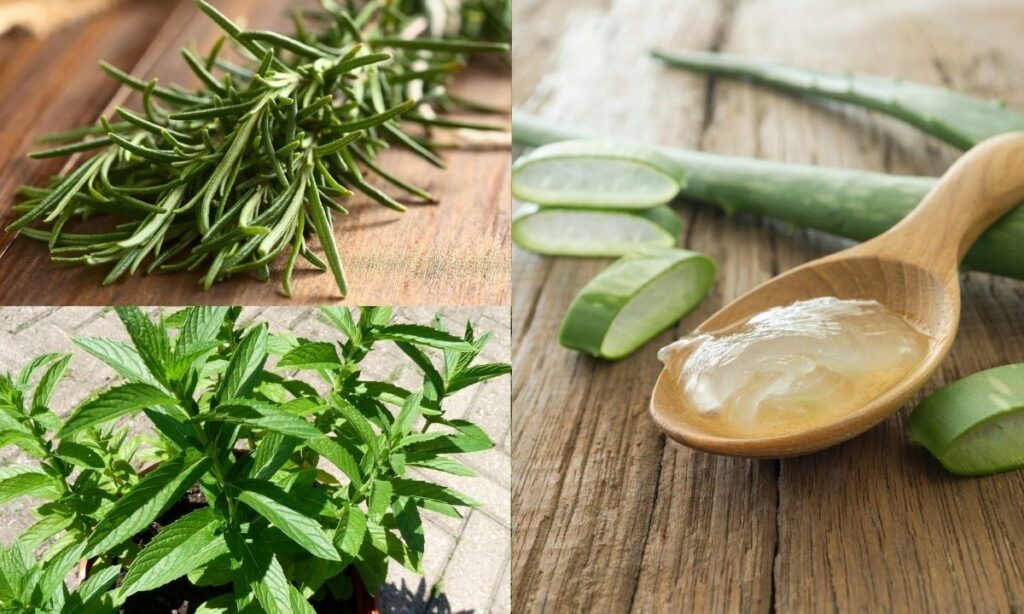 Plantas medicinais