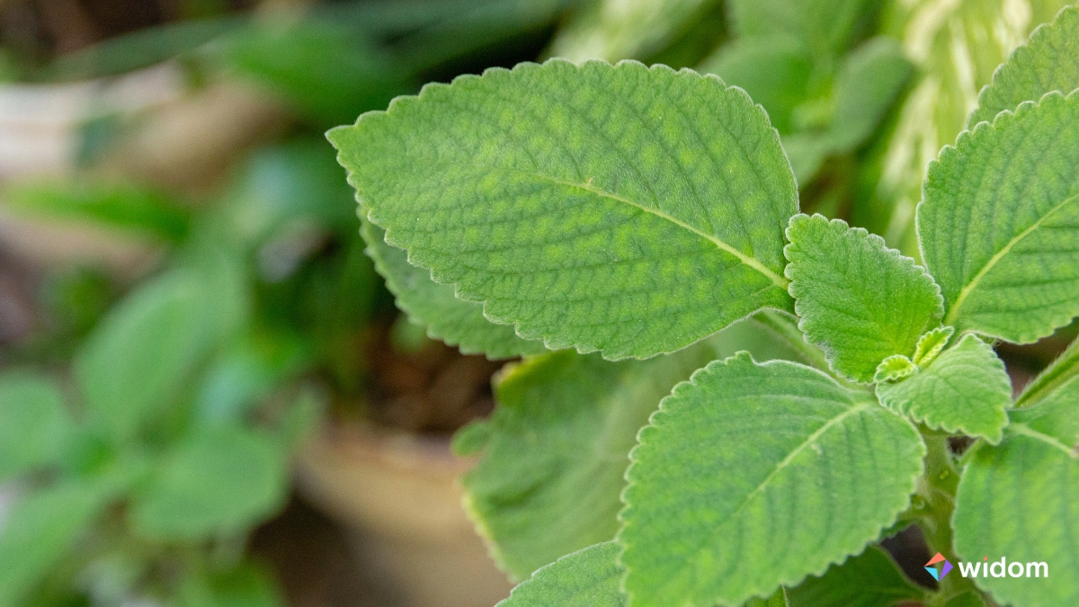 Boldo - O que são Plantas Medicinais - A Cura Através das Plantas | Curso de Fitoterapia e Plantas Medicinais da Widom®