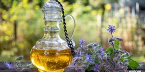 O que é Garrafada | Plantas Medicinais | Widom