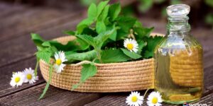 O que são Plantas Medicinais - A Cura Através das Plantas | Widom