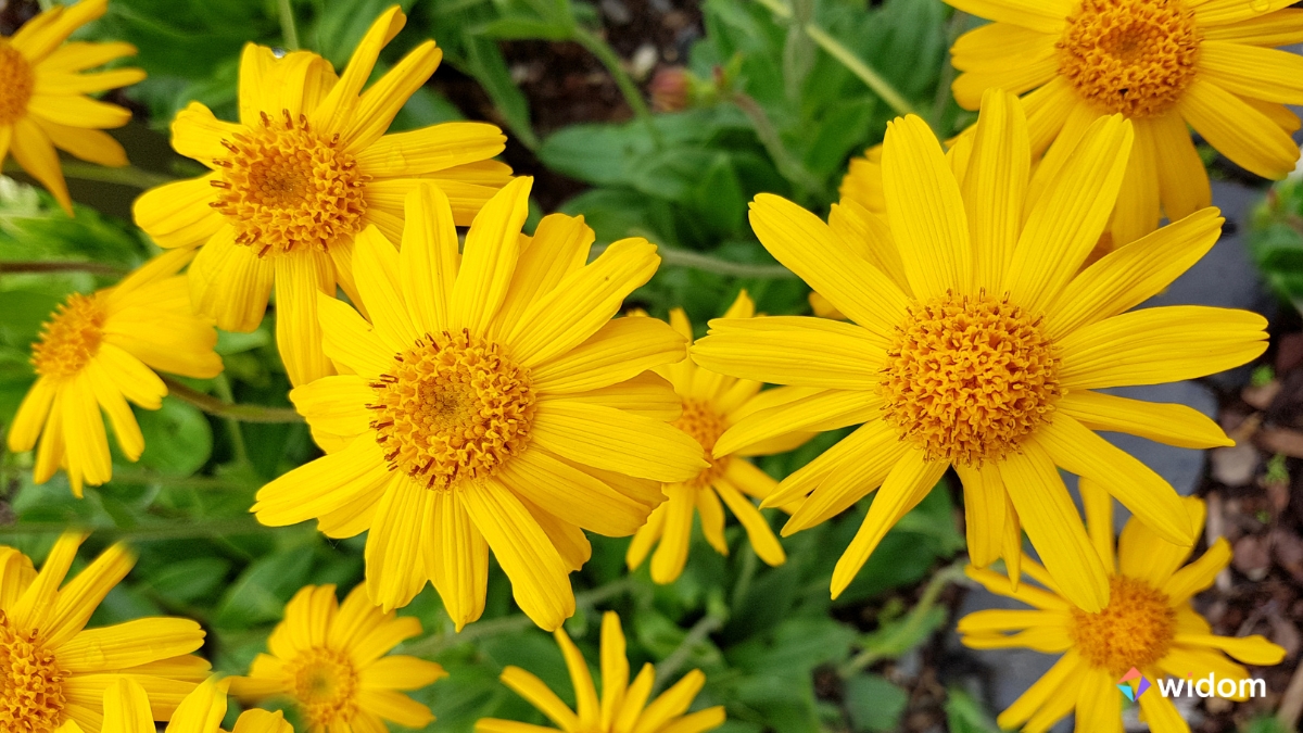 Plantas Medicinais do Cerrado - Arnica-do-campo | Widom