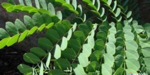 Plantas Medicinais do Cerrado - Barbatimão | Widom