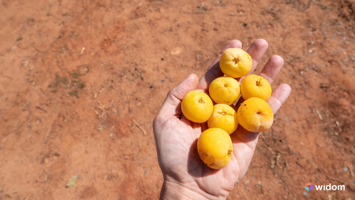Plantas Medicinais do Cerrado - Cagaita | Widom
