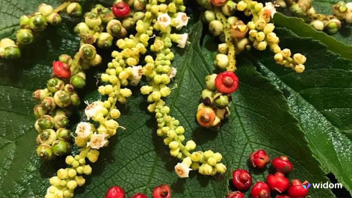 Plantas Medicinais do Cerrado - Erva-baleeira | Widom
