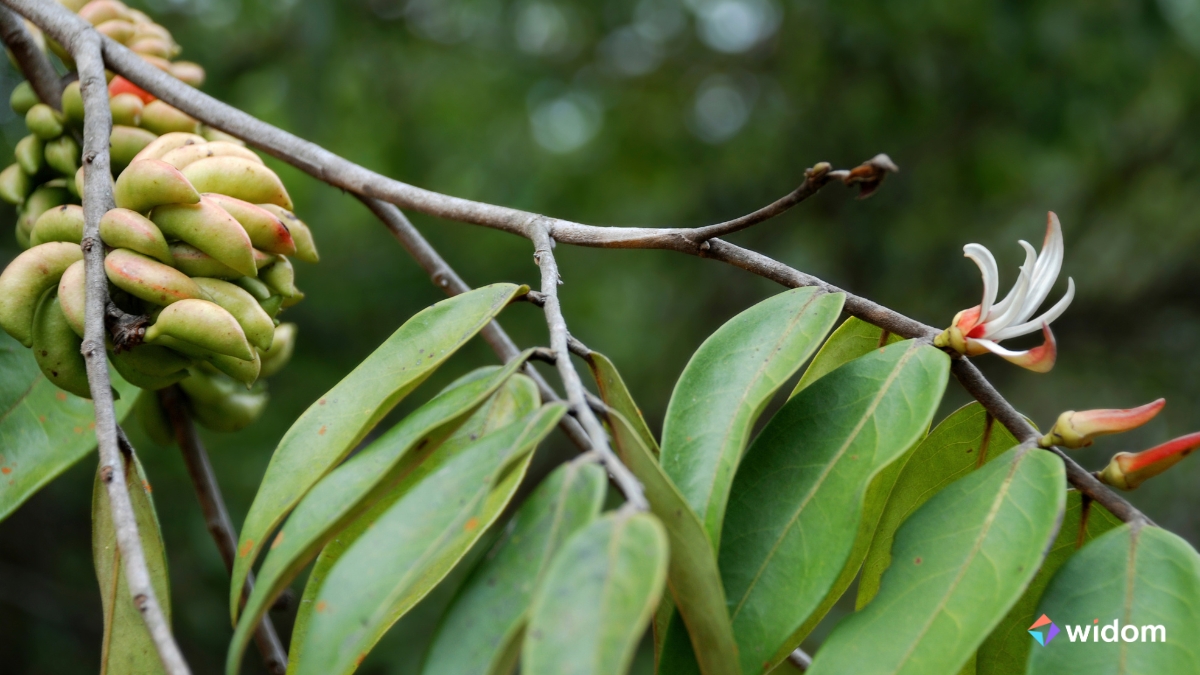 Plantas Medicinais do Cerrado - Pimenta-de-macaco | Widom