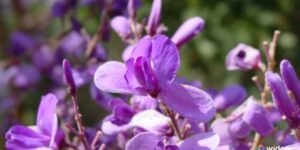 Plantas Medicinais do Cerrado - Sucupira | Widom