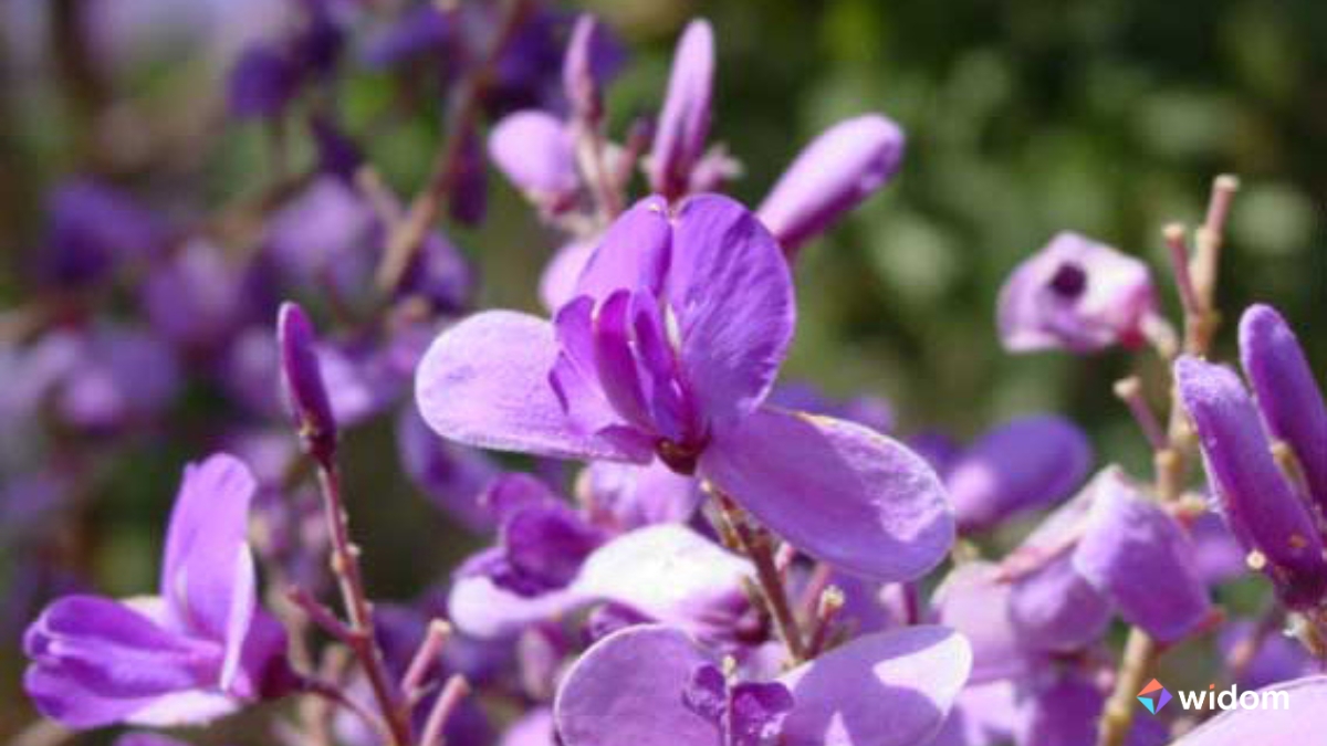 Plantas Medicinais do Cerrado - Sucupira | Widom