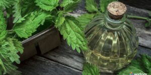 Tipos de Garrafadas com Plantas Medicinais e Seus Benefícios Terapêuticos | Widom