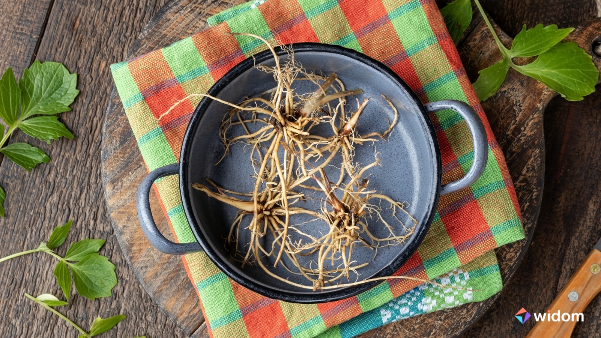 Valeriana - O que são Plantas Medicinais - A Cura Através das Plantas | Curso de Fitoterapia e Plantas Medicinais da Widom®