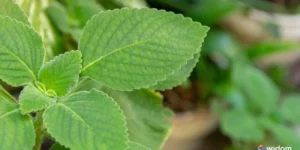 10 Tipos de Plantas Medicinais Brasileiras | Widom
