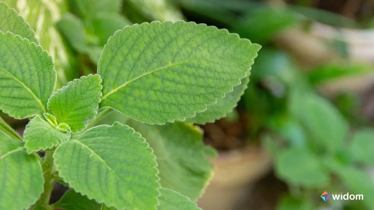 10 Tipos de Plantas Medicinais Brasileiras | Widom
