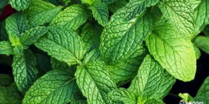 Plantas Medicinais Brasileiras | Widom