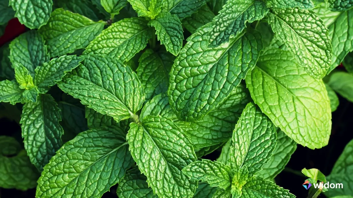 Plantas Medicinais Brasileiras | Widom
