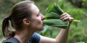 Plantas PANCs - Tipos e Benefícios das Plantas Alimentícias Não Convencionais | Widom