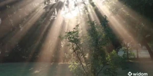 Farmácia de Deus - O Poder Divino das Plantas Medicinais | Widom