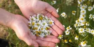 Nomes de Plantas Medicinais | Camomila | Widom