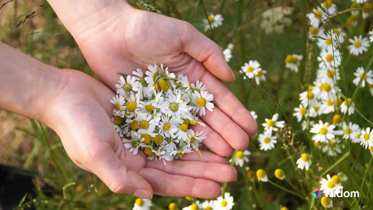 Nomes de Plantas Medicinais | Camomila | Widom