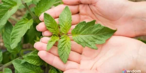 Plantas que Curam - Indicações Por Sintomas | Widom Fitoterapia