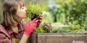 Farmácia Natural - Plante em Casa | Widom Fitoterapia
