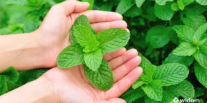 Fotos de Plantas Medicinais e Seus Nomes | Hortelã | Widom Fitoterapia
