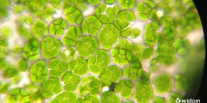 Por Que as Plantas Medicinais Funcionam | Fitocompostos | Curso Widom Fitoterapia e Saúde Natural